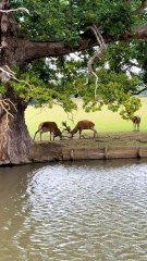 Wild Deer Fight in the Forest