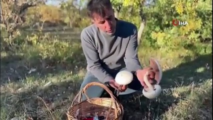 Yağışlar sonrası ormanlarda mantar patlaması yaşandı