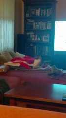 Let`s have fun! Crazy cat! Funniest cat! #cat #catshorts #shorts #play #viralcats #funnycats #funnyanimals #cutecats #fyp #trending