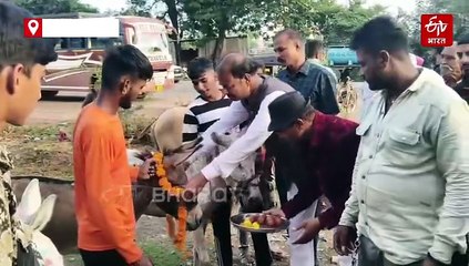 उज्जैन में गधों की नई वैरायटी, गुलाब जामुन से स्वागत, फिर दांत देखकर तय होते हैं इनके दाम