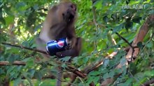 Crazy Monkey Fails You Don't Want To Miss!
