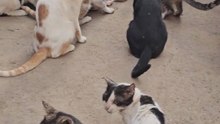 There must be something important behind this gathering of cats