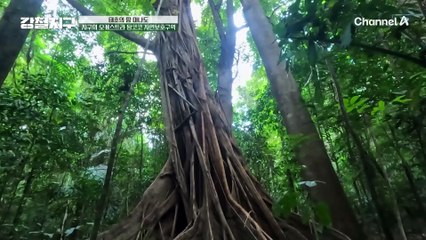 숲의 작고 귀여운 사냥꾼, 안경원숭이를 만난 강철 여행자들!