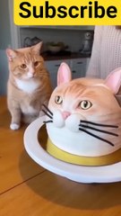Real cat freaks out_ cat cake cutting #funny #catvideos #shorts