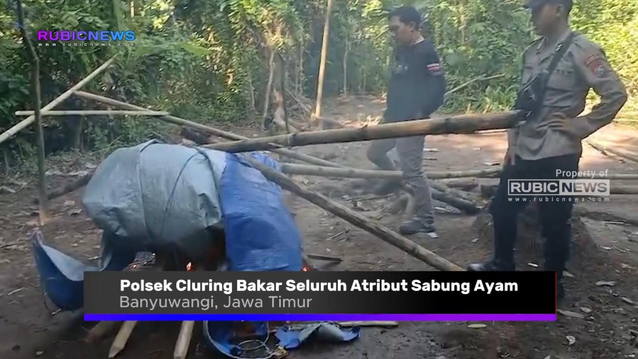Lahan Kebun di Dusun Cemetuk Jadi Lokasi Arena Judi Sabung Ayam, Polsek Cluring Bakar Seluruh Atribut Sabung Ayam di TKP