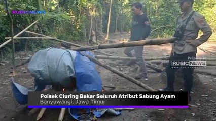 Lahan Kebun di Dusun Cemetuk Jadi Lokasi Arena Judi Sabung Ayam, Polsek Cluring Bakar Seluruh Atribut Sabung Ayam di TKP