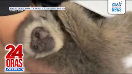 2 endangered silvery gibbon smuggled in India flight | 24 Oras Weekend