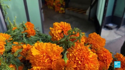 Día de Muertos en México: el significado de la flor de cempasúchil
