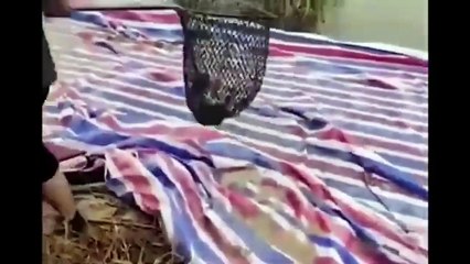 laugh till you pee, worlds funniest clips #18 (2025)