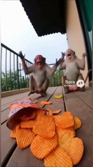 Caught on Camera! Animals Stealing Chips and Snacks - Funny Wild Moments Compilation