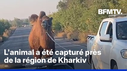 Guerre en Ukraine: un chameau, utilisé par les Russes, capturé par les forces ukrainiennes