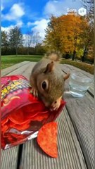 Animals Discover Spicy Chips! 🌶️ (Hilarious First Taste Reactions)