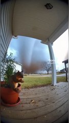 Extreme Fruit Challenge: Animals Try Sour and Tangy Fruits for the First Time!