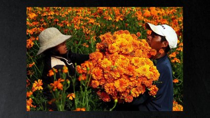 Musée de l’Homme - Dix ans. Dix objets. Dix histoires : la Vénus de Lespugue