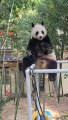 Chinese national treasure - the Giant Panda 25