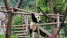 Chinese national treasure - the Giant Panda 23