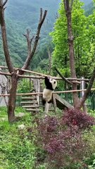 Chinese national treasure - the Giant Panda 23