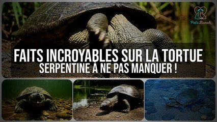 Tortue Serpentine : Faits INCROYABLES sur ce Prédateur Préhistorique