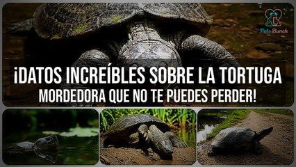 TORTUGA MORDEDORA: ¡Datos Asombrosos que NO CONOCÍAS!