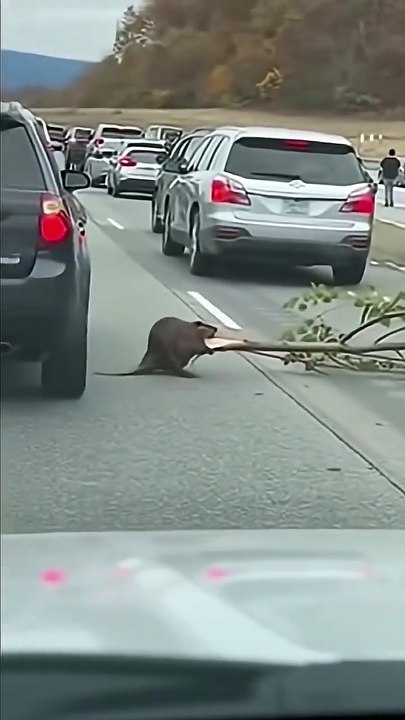 I Was Stuck in a Traffic Jam... The Reason Why is The Funniest Thing You'll See All Day 😂