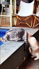 😹 Funny Cat Compilation 2025 – Non Stop Laughter Guaranteed  15