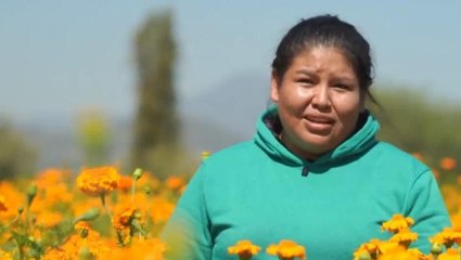 Día de Muertos en México: el significado de la flor de cempasúchil