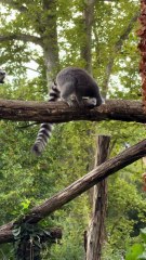 #Adventure animal behavior animals- 4K