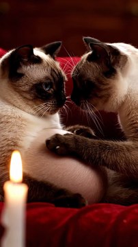 Cats in Love ❤️ | Romantic Moments of Cute Cats 🐱💞 | Heartwarming Animal Story