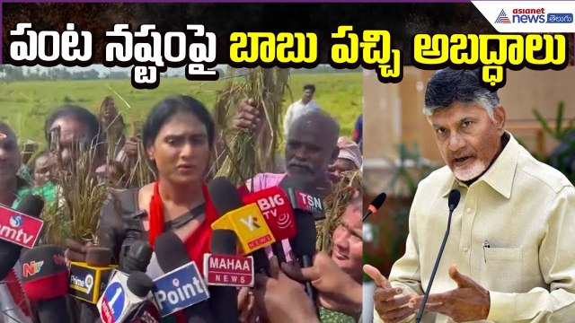 పంట నష్టంపై బాబు పచ్చి అబద్ధాలు: YS Sharmila on Montha Cyclone effect in Andhra | Asianet Telugu