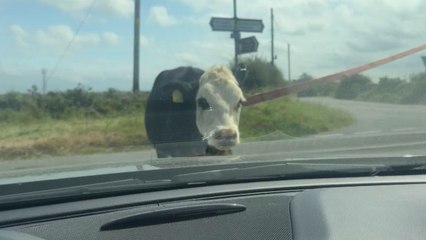 Cow blocks the road and stares at a car before running away
