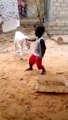 Hilarious Goat Headbutts Dancing Kid! Must See Fail