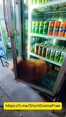 Forbidden Touch My Vampire Ceo Engsub Mydrama - Full Movie