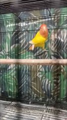 Beautiful Rosy Faced Lovebird Sound (Mango Parrot)