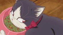 The Cat In My Room Episode 4 IN ENGLISH