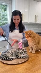 🤣Cat Cake Disaster! 🍰 The Real Cat Sees It… and Absolutely LOSES IT 🤯  “Calma, é só bolo!” 🎬