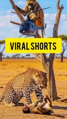 ‎ ‎ ‎ ‎ ‎“Lion Attacks Monkey in Tree — Monkey Fights Back with a Stone! 🦁🐒🔥”