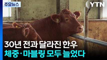 [녹색] 30년 전과 달라진 한우...체중 31%·마블링 33%↑ / YTN