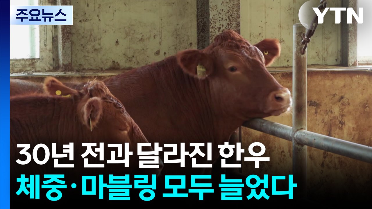 [녹색] 30년 전과 달라진 한우...체중 31%·마블링 33%↑ / YTN