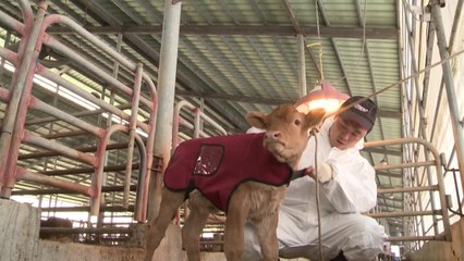 [녹색] 농진청 "겨울철 대비 축사 환기·시설 점검 필요" / YTN