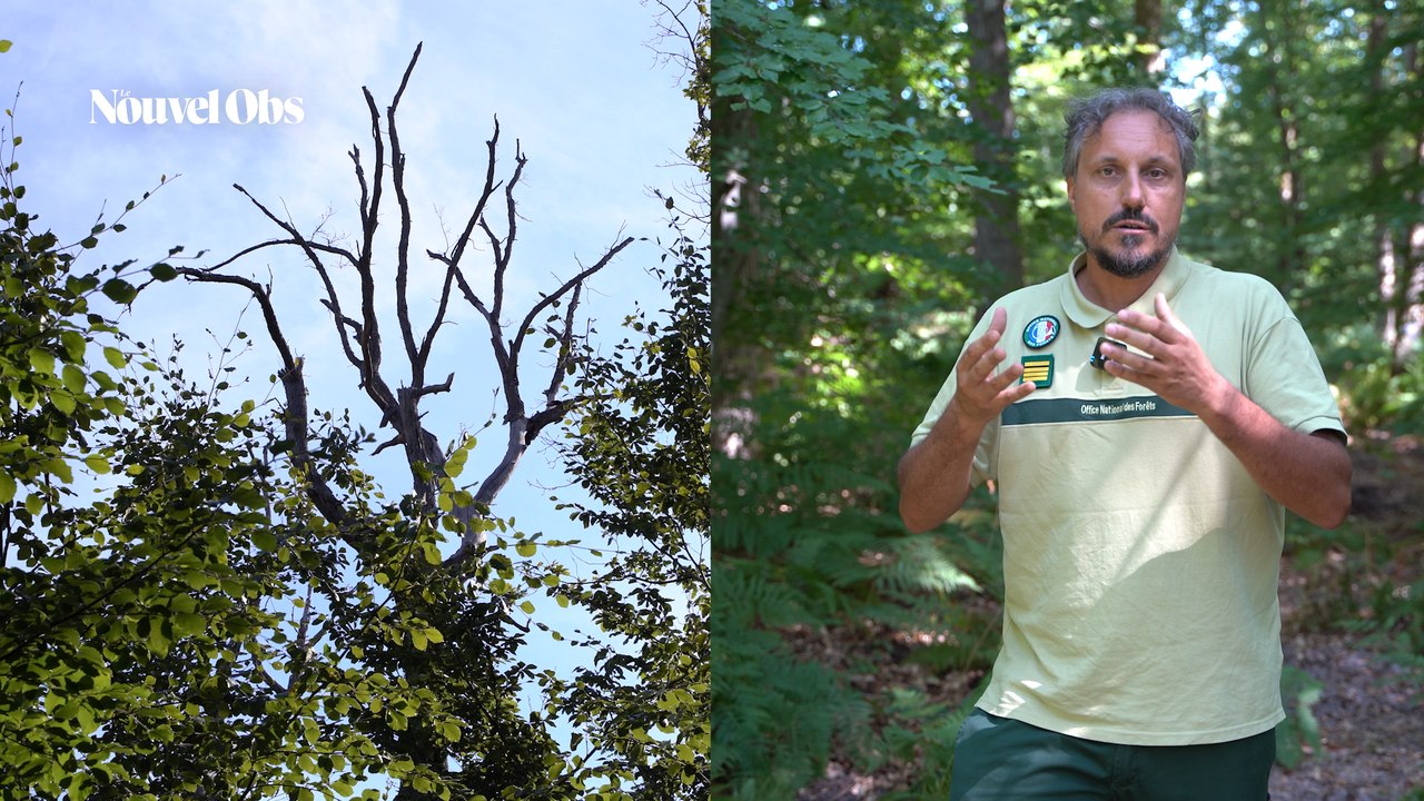 Comment la forêt de Fontainebleau se transforme face au changement climatique