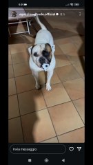 agozzinoalfredo i miei cani vogliono giocare