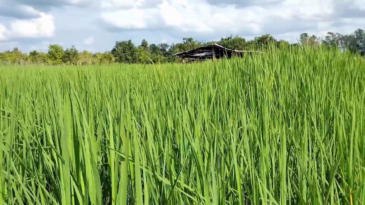 BALANG TAMAK Season 1 - The Journey- Episode 5