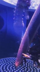 It turns out that male seahorses are the ones who get pregnant and give birth