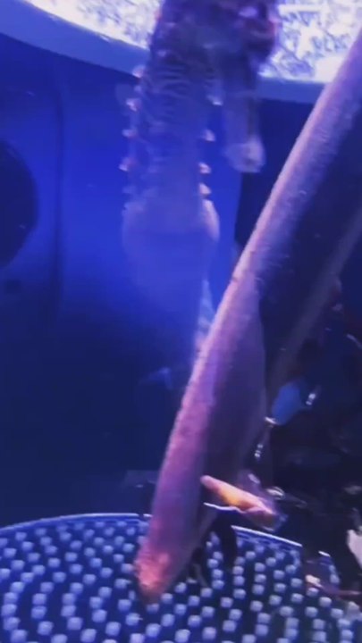 It turns out that male seahorses are the ones who get pregnant and give birth