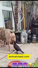 Try Not to Laugh 😂 | Funniest Animal Videos Ever! 🐶🐱🤣