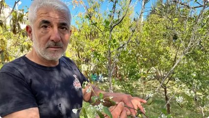 Kasım ayında çiçek açtı, 50 yıllık çiftçi bile şaşkınlığını gizleyemedi