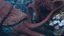 Kamerosera Silüryen dönemde yaşamış dev boyutlu bir cefalopod cinsidir.