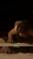 Lystrosaurus, yaklaşık 250 milyon yıl önce Bir Dinozor türü