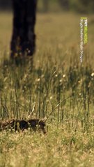 impala sürüsü ve kahvaltı vakti