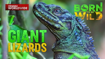 Mga naglalakihang lizard na matatagpuan sa Pilipinas | Born to Be Wild